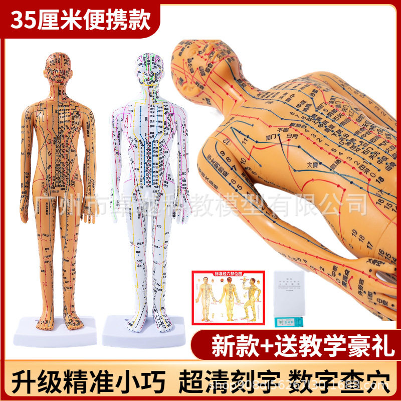 超清晰经络穴位针灸小人模35cm针炙穴位模型中医迷你穴位人体模型