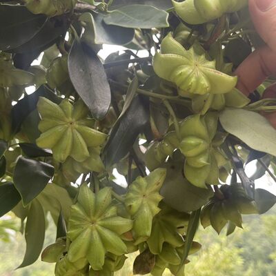 深山新鲜生八角现摘现发生果八角青八角绿色八角纯天然泡菜八角