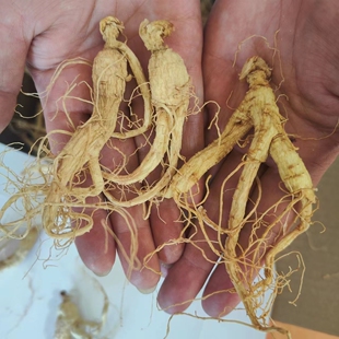 人参生晒白参微残丑短体70-90支500克长白山吉林抚松万良新品根须