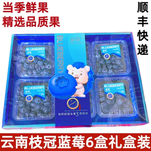 枝冠蓝莓鲜果6盒大果礼盒新鲜孕妇水果花香L25蓝莓水果顺丰快递