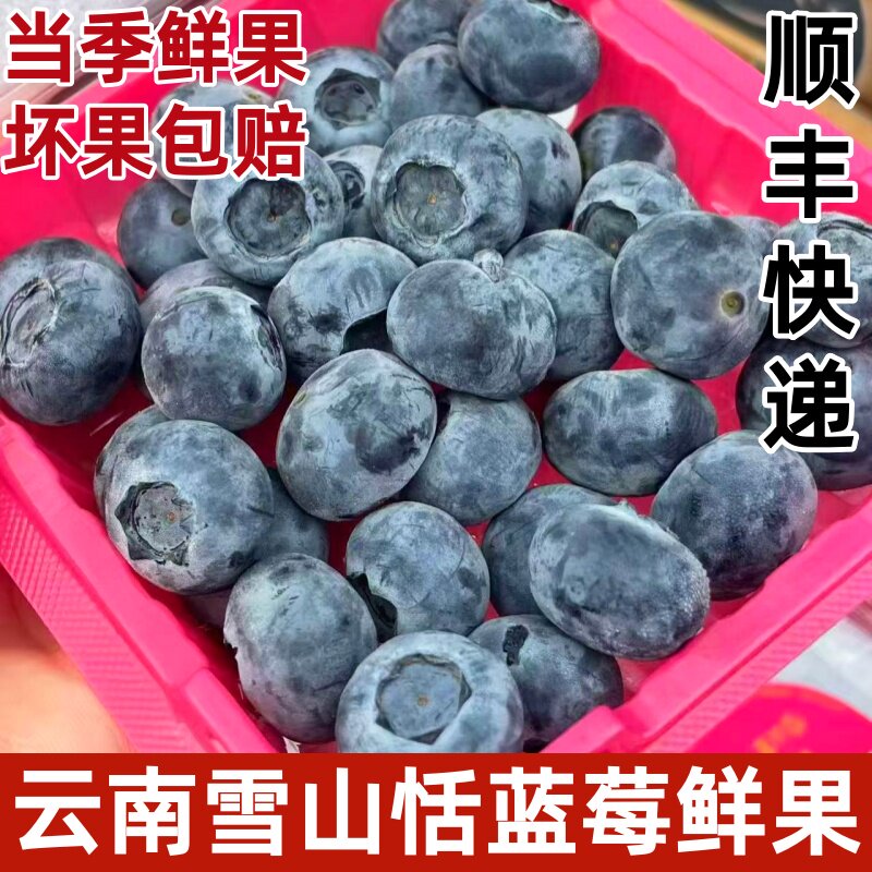 云南玉龙雪山恬雪山蓝莓当季新鲜酸甜蓝莓鲜果125g/盒18mm+顺丰