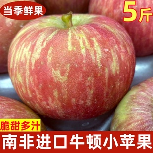 南非牛顿小苹果脆甜多汁进口富士樱桃小苹果时令新鲜水果5斤包邮