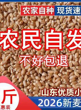 5斤优质小麦粒食用皮生发芽