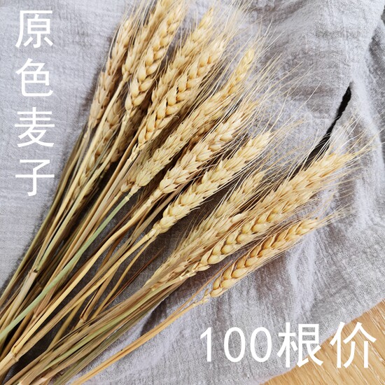 现货速发麦穗风干花真花束开业大麦客厅卧室商场装饰摆件礼品道具