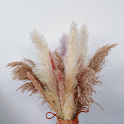 天然真芦苇蒲苇干花花束家居客厅阳台服装店花束摆设婚庆拍摄道具