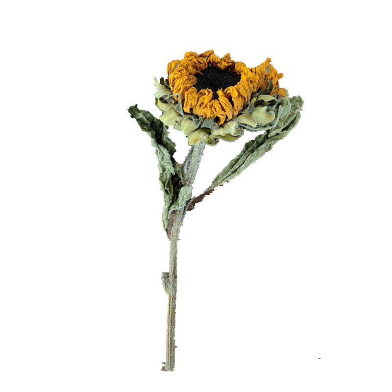 【复古风干花材料】短枝真植物标本相框贺卡花环胸花装饰diy手作