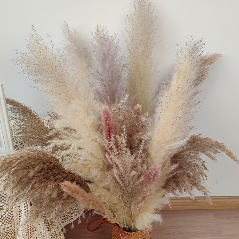 天然真芦苇蒲苇干花花束家居客厅阳台服装店花束摆设婚庆拍摄道具