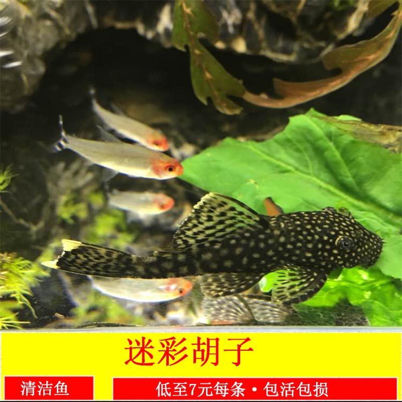 热带观赏鱼清洁工具鱼底栖除藻迷彩胡子鱼雪花胡子清道夫鱼活体