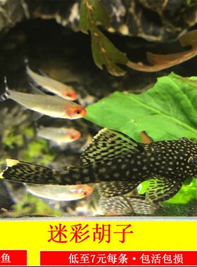 清洁底栖除藻活体热带观赏鱼