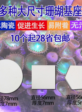 大尺寸海水珊瑚断枝座纽扣繁殖座珊瑚陶瓷底座分枝基座sps lps座
