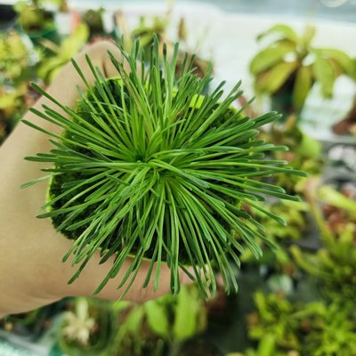 长柄花柱草食虫植物造景