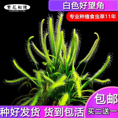 驱蚊草食虫植物捕蝇草