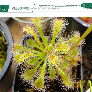 【斯奈德瑞茅膏菜】食虫植物粘液捕虫粘虫子趣味绿植