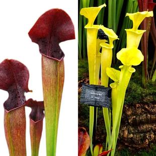 翼状x戈尔迪黄瓶瓶子草种子