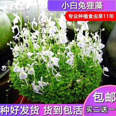 【小白兔狸藻】食虫植物陆生雨林缸造景可爱萌物