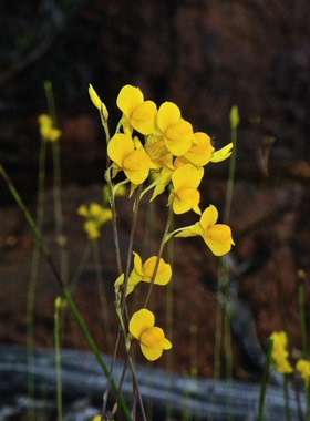 食虫植物-Utricularia odorata 香花狸藻