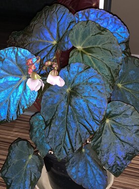 孔雀秋海棠金属蓝色雨林缸水陆缸造景Ins风盆栽网红绿植绿泡秋刀