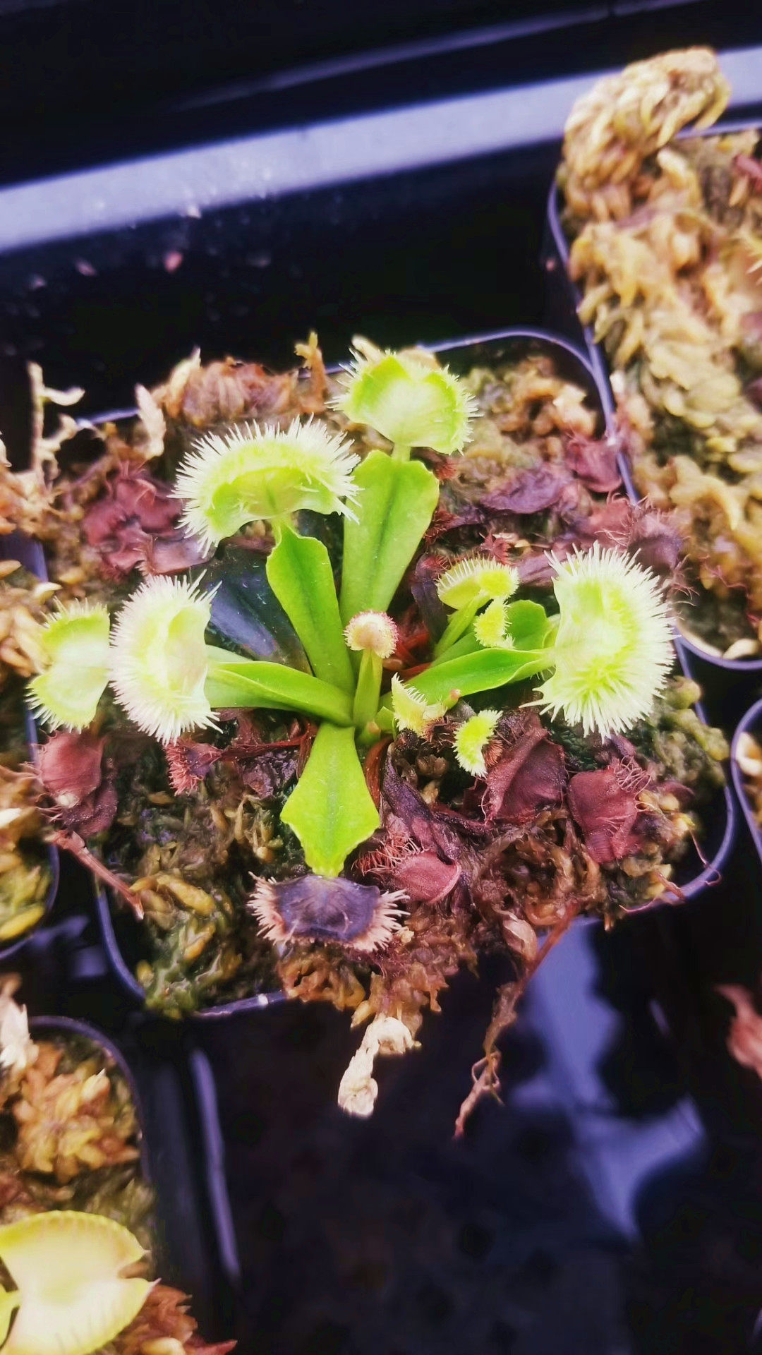 超新星捕蝇草【绒球类食虫植物高端变异稀有品种】