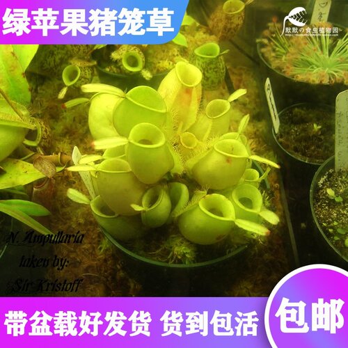 【绿苹果猪笼草】可爱圆笼地笼热带植物食虫草驱蚊草室内耐阴盆栽