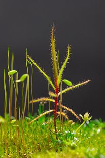 种苗大型品种稀有品种猪笼草茅膏菜捕蝇 包邮 进口 美杜莎捕虫树
