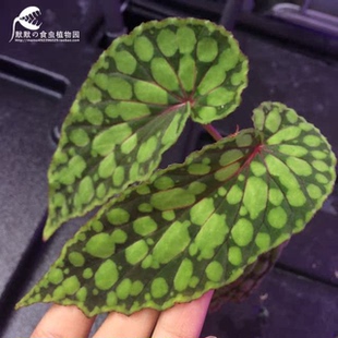 绿泡秋海棠雨林缸窗台办公室桌面美观绿植观叶盆栽