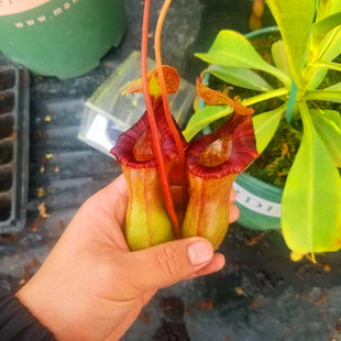 食虫植物-黑精灵猪笼草【劳氏交红葫芦猪笼草小苗 包邮】