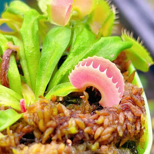 【犀鸟捕蝇草】高端独特夹子食虫草稀有观赏盆栽食虫植物食人花