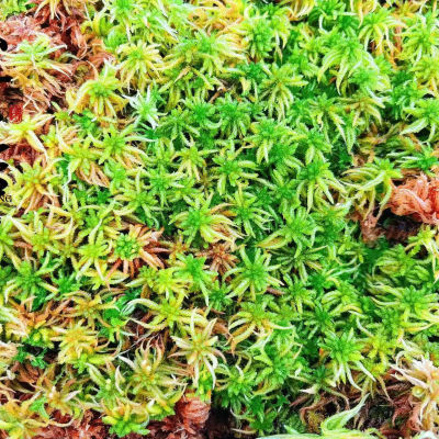 活水苔绿水苔造景铺面美观保湿
