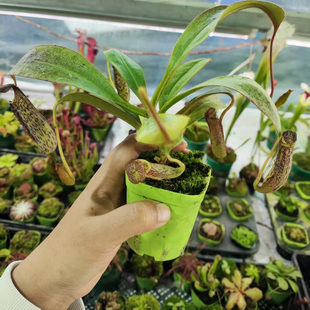 窄叶猪笼草 食虫植物食虫草大型绿植盆栽