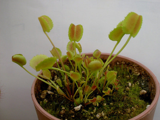 食虫植物-旋律鲨鱼捕蝇草kms(正品小苗)