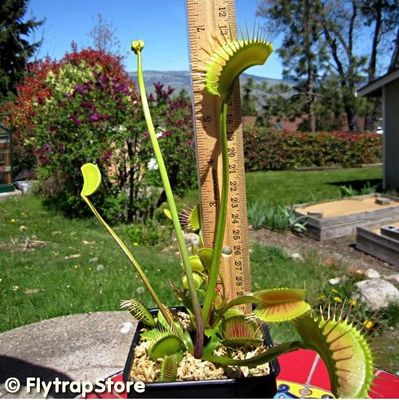 铁塔巨人发货超大型包邮捕蝇草