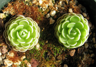 【爱丝捕虫堇】粘虫子苍蝇蚊子黑飞克星食人花捕蝇草食虫草