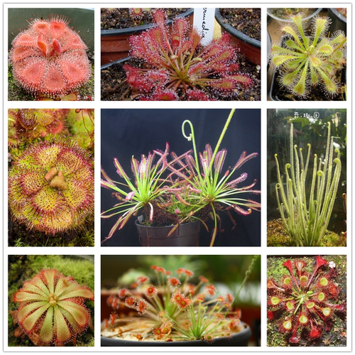 带盆种好捕虫能手毛毡苔茅膏菜