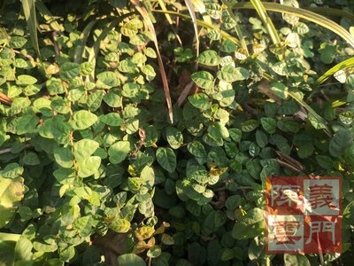 薜荔果苗玉果苗藤苗木莲苗庭院墙