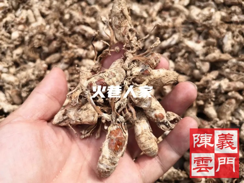 干货蝉花虫草蚕花野生