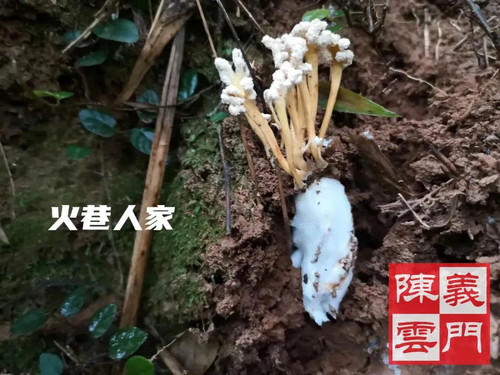 新鲜金蝉花蝉花虫草知了花