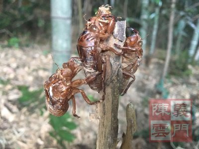 包邮庐山野生蝉蜕皮虫猴壳