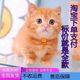 小猫活物中华田园猫幼崽土猫宠物猫橘猫狸花猫白猫黑猫奶牛猫活体