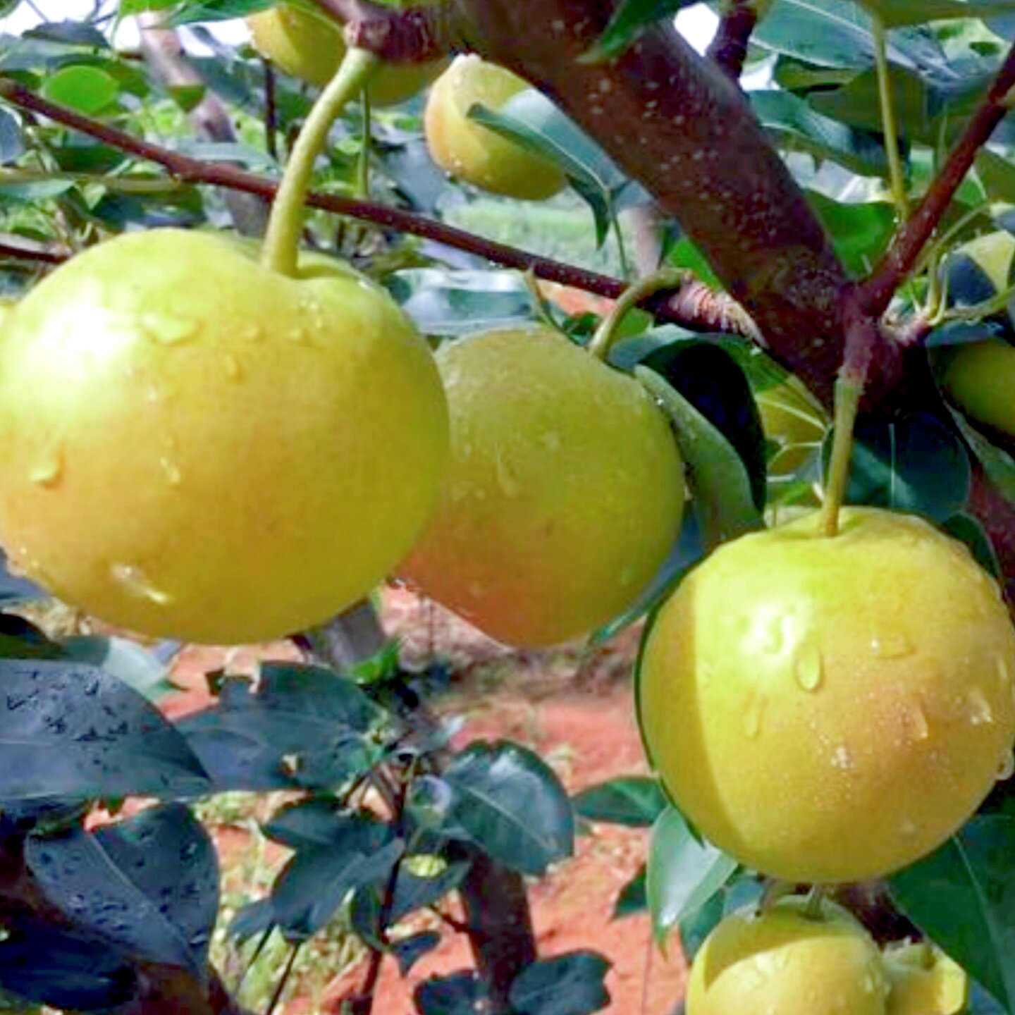 香甜小蜜梨早白蜜蜂蜜梨丁香梨新鲜水果云南蜜甜小梨净重3斤5斤装