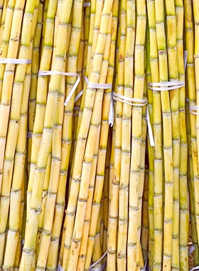 新鲜黄皮甘蔗蜜甜多汁挑选上等品质壮实结长无虫眼红心净重5斤9斤