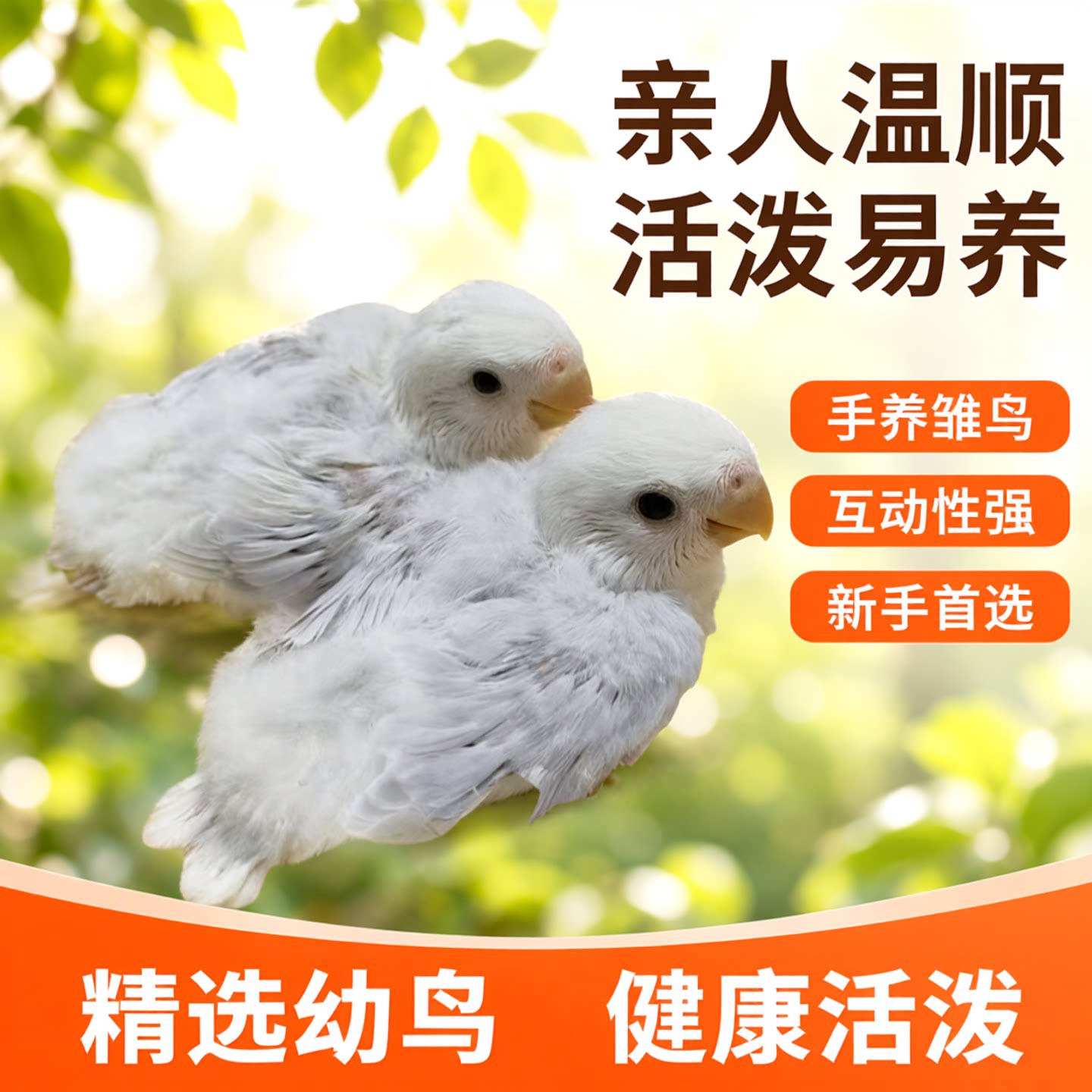 手养亲人半毛紫伊莎鹦鹉雏鸟