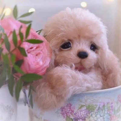 （自动发货）小狗史宾图纸图文制作方法外文