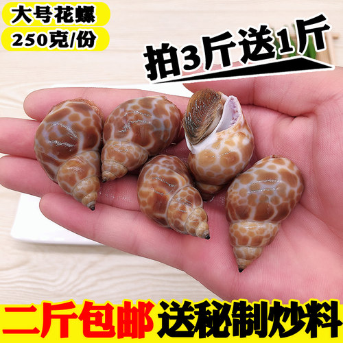 花螺鲜活冷冻大花螺东风螺新鲜海螺大香螺海鲜水产贝类大猫眼螺 - 封面