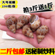 花螺鲜活冷冻大花螺东风螺新鲜海螺大香螺海鲜水产贝类大猫眼螺