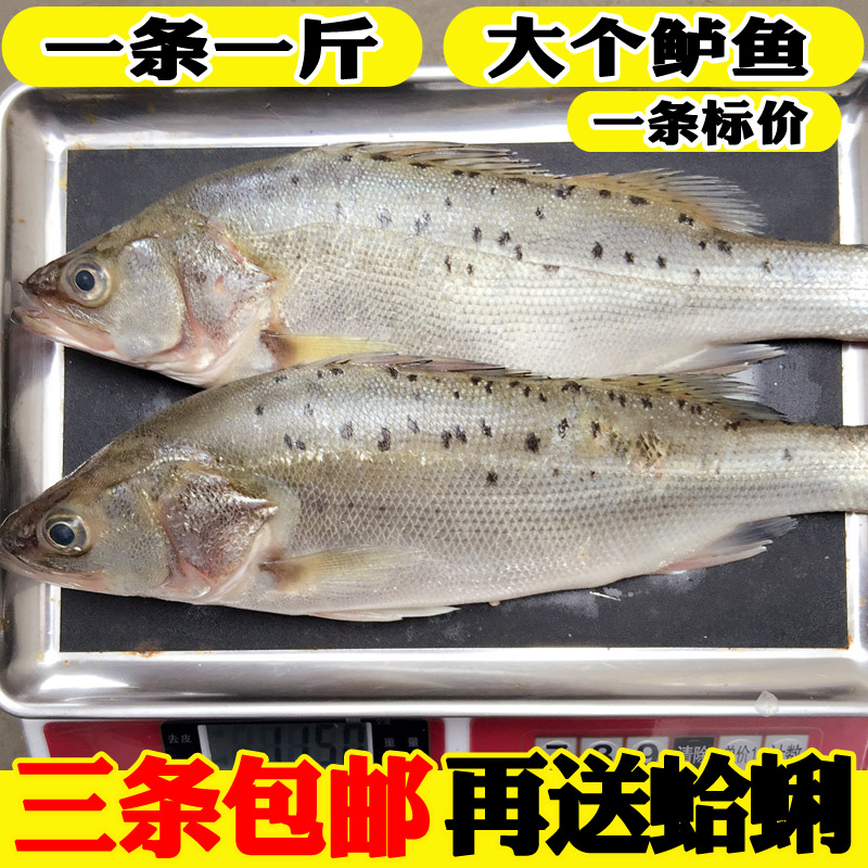 新鲜水产七星野生当天鲜活海鲈鱼
