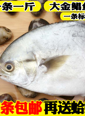 海鲜水产新鲜鲳鱼野生金鲳鱼鲜活大平鱼扁鱼昌鱼野生海鱼一条一斤