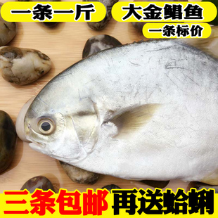 海鲜水产新鲜鲳鱼野生金鲳鱼鲜活大平鱼扁鱼昌鱼野生海鱼一条一斤