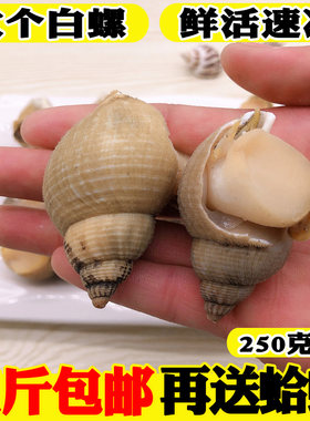 新鲜东风螺新鲜冷冻大白螺
