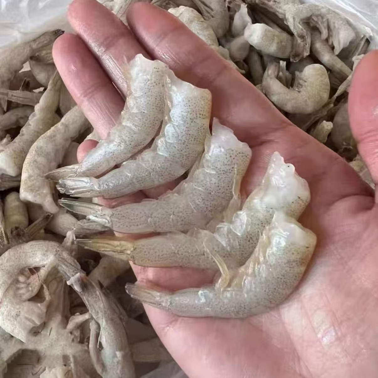 野生羊毛虾尾小白虾宝宝辅食去头海虾3斤/箱