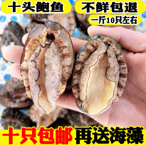 鲍鱼鲜活大鲍鱼鲜活大鲍鱼